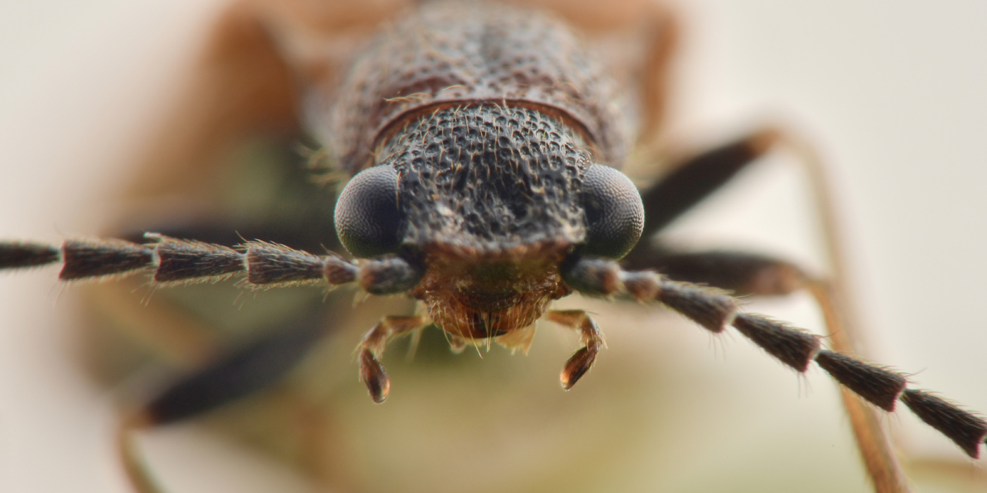 Elateridae: Denticollis sp.?  No, Campylomorphus homalisinus